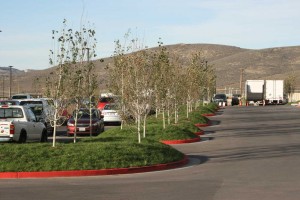 bermed parking islands with low water use native grass