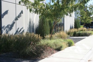 Planting design that plays with texture