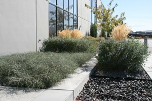 Planting design including blue mist shrub, feather reed grass, and ribbon grass